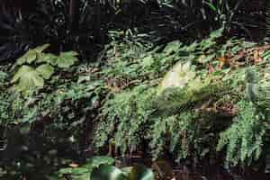 Free photo forest with vegetation