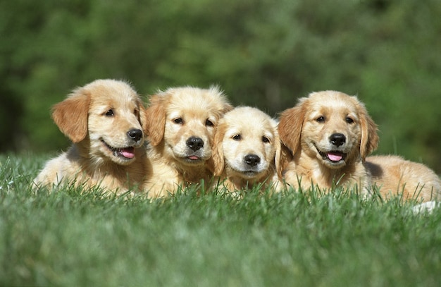 four cute Golden Retriever puppies resting on a grass ground
