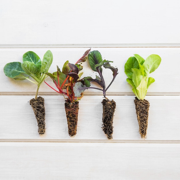 Four plants on wooden surface