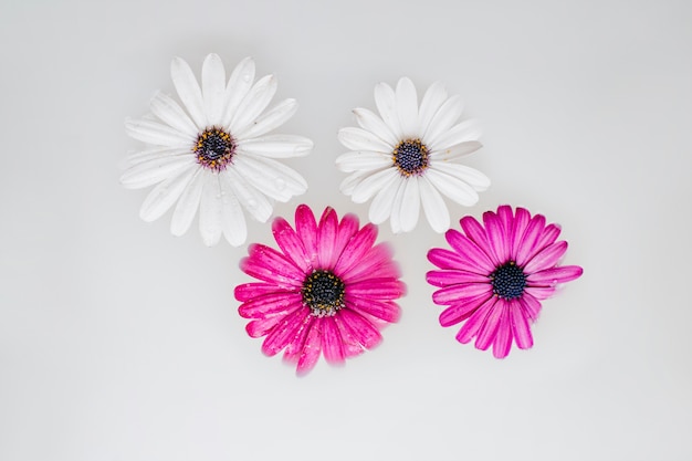 Four white and pink flowers