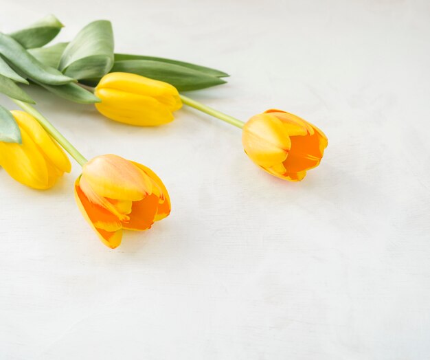 Four yellow tulip flowers on white table