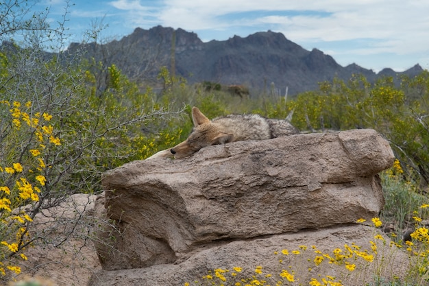 Foto gratuita volpe che dorme sulla formazione rocciosa circondata da cespugli e alte montagne rocciose