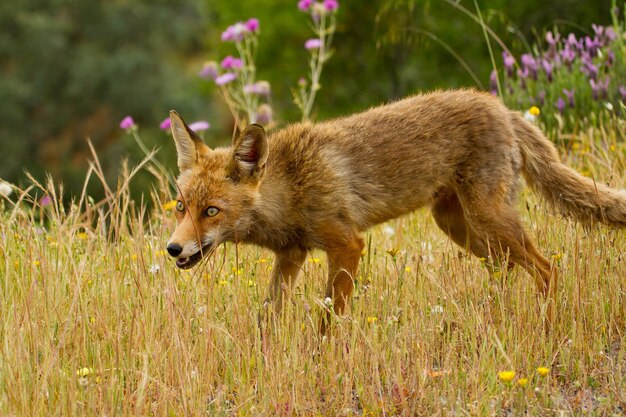 野生のキツネ