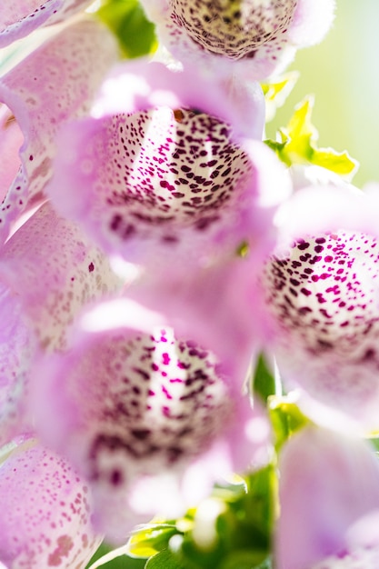 Foxglove produces alternating ovate to oblong leaves towards a lower part of the stem