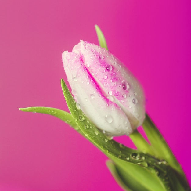 Fragile bright tulips with drops of water 
