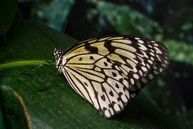 Хрупкая бабочка сидит на листе