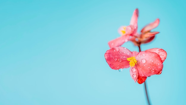 Fragile flower with dew