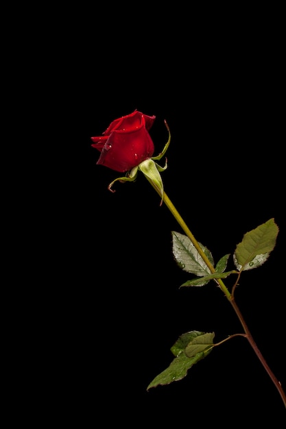 Free photo fragile rose on black background