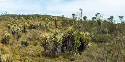 무료 사진 파라모 하이킹의 frailejon(espeletia grandiflora)