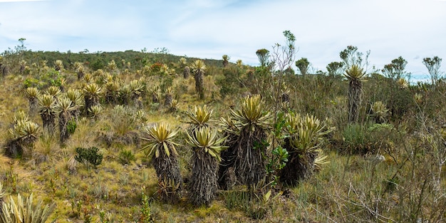 파라모 하이킹의 Frailejon(Espeletia Grandiflora)