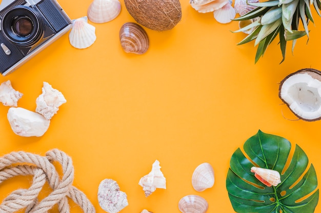 Frame of camera, shells and fruits 