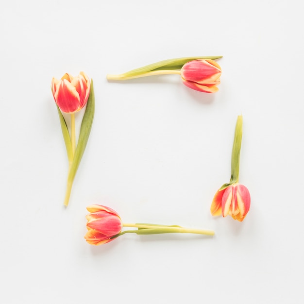 Frame from red tulips on table