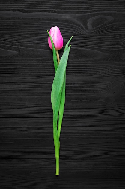 Frame from tulip petals isolated on wood background