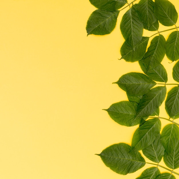 Foto gratuita cornice di foglie con sfondo giallo