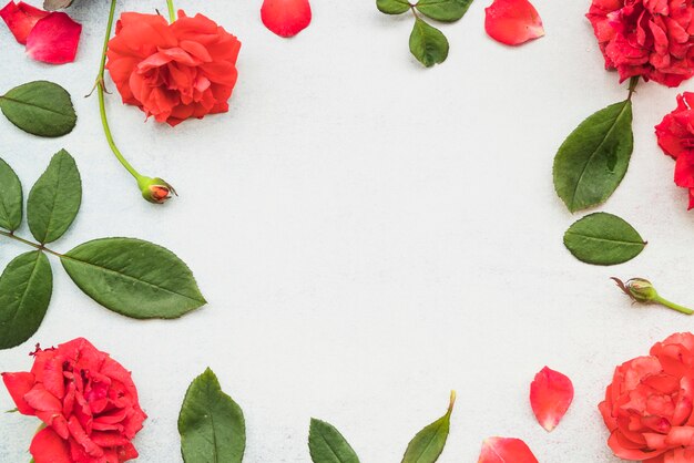 フレームは、白い背景に美しい赤いバラと葉を作った