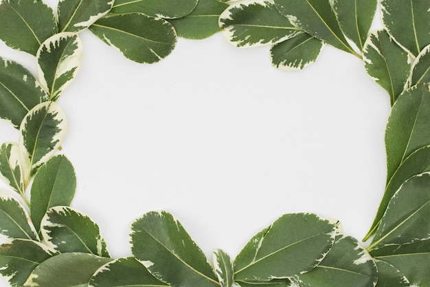 Frame made from fresh leaves on white background