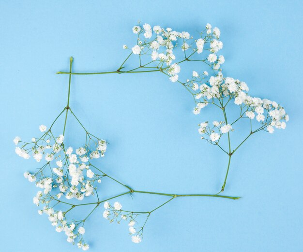 Frame made from white gypsophila on turquoise background