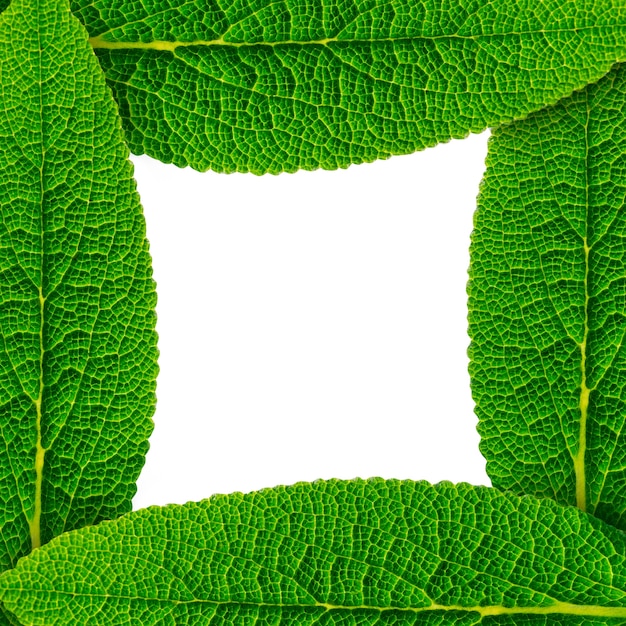 Free photo frame made of green leaves