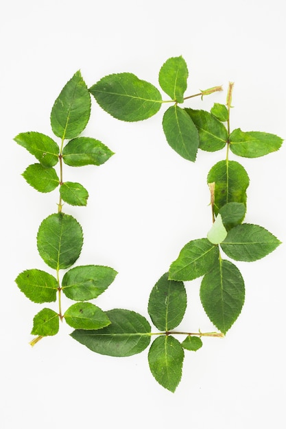 Frame made with green leaves on white background