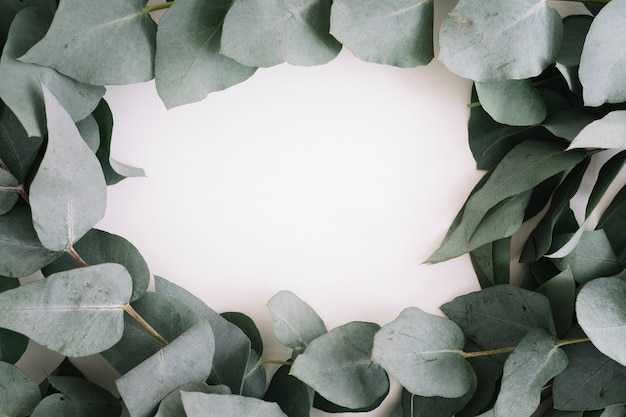 Frame made with leaves against white backdrop