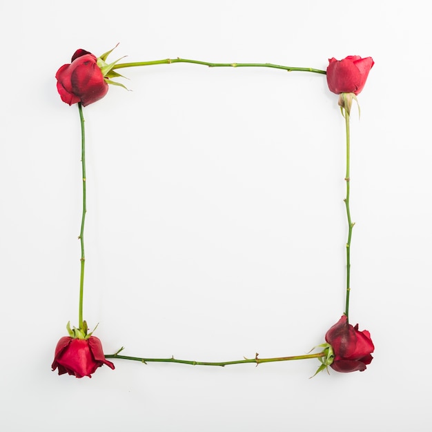 Free photo frame made with roses on white background