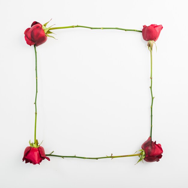 Frame made with roses on white background