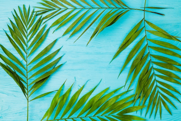 Frame of plant leaves on board