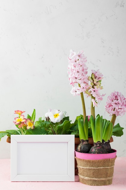 Frame with flower pot of hyacinth