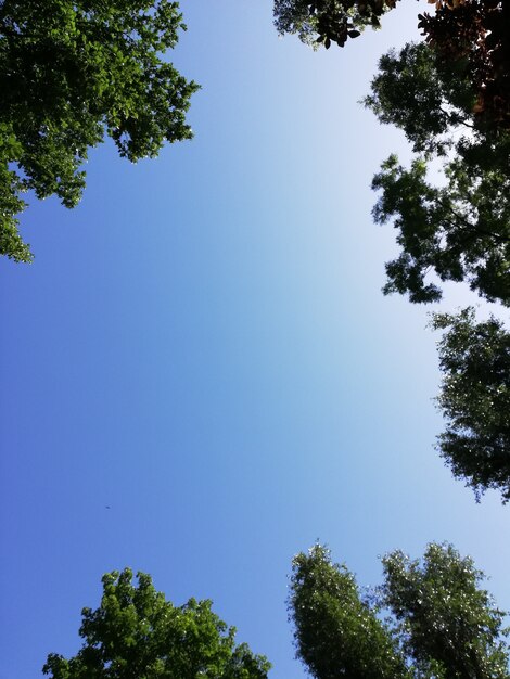 Framed shot of a clear blue sky surrounded by tree branches