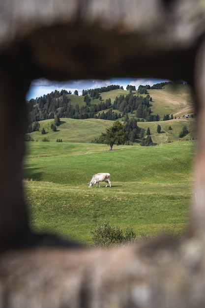 Colpo incorniciato di un cavallo bianco in un pascolo di rotolamento