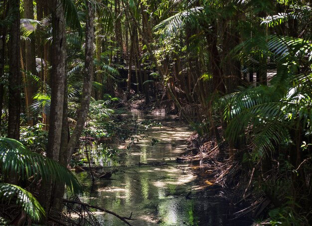 Fraser island rainforest