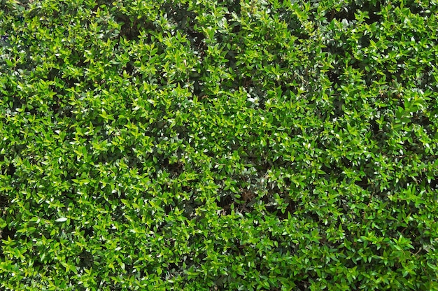 Image of Boxwood hedge free image