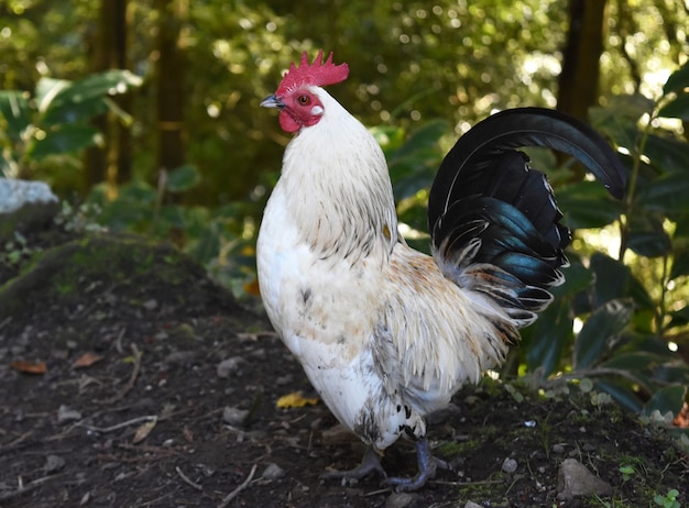 Free Range Red Crested White Chicken with Gray Feathers