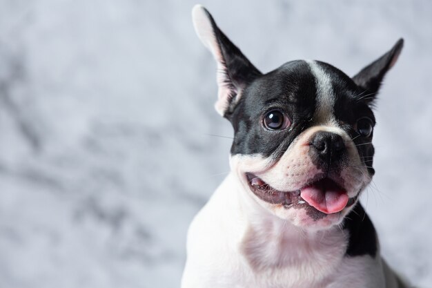 フレンチブルドッグ犬の品種は、白地に黒の水玉模様の大理石です。