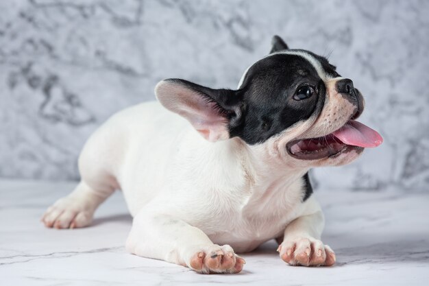 프랑스 불독 강아지는 대리석에 흰색 폴카 도트 블랙을 낳습니다.
