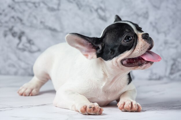 フレンチブルドッグ犬の品種は、白地に黒の水玉模様の大理石です。