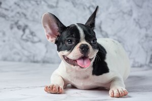 French bulldog dog breeds white polka dot black on marble.