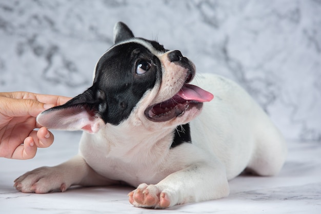 フレンチブルドッグ犬の品種は、白地に黒の水玉模様の大理石です。