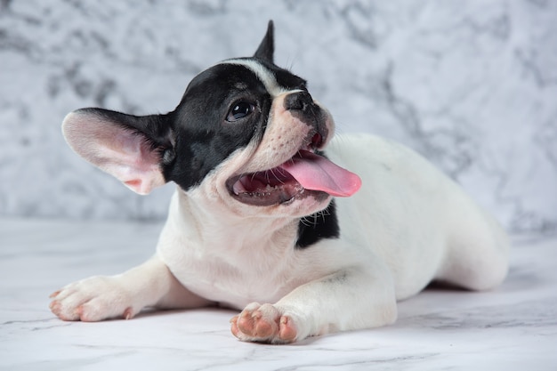 Free photo french bulldog dog breeds white polka dot black on marble.