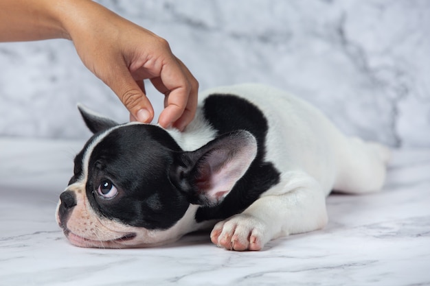 Foto gratuita razze di cani bulldog francese bianco a pois nero su marmo.