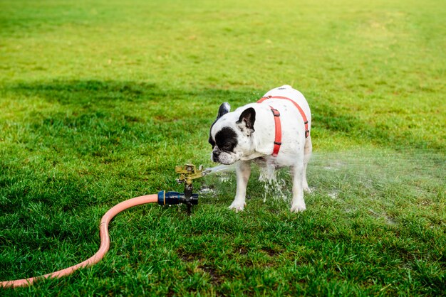 French bulldog drinking water from hose in park