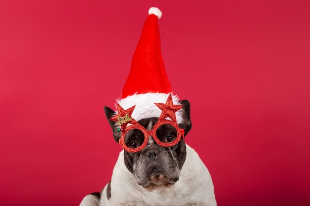 French bulldog with a Christmas hat and funny sunglasses on red