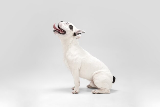 フレンチブルドッグの若い犬は白でかわいい遊び心のある白と黒の犬をポーズしています