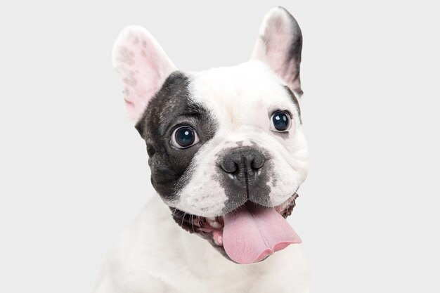 French bulldog young dog is posing cute playful white and black dog on white