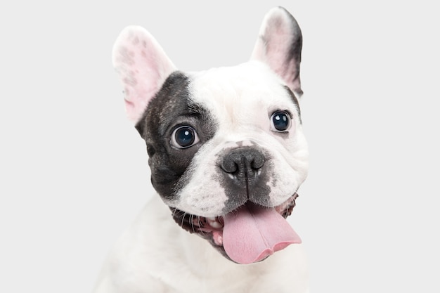 프렌치 불독 어린 개는 흰색 바탕에 귀엽고 장난기 가득한 흰색과 검은색 개를 포즈를 취하고 있다
