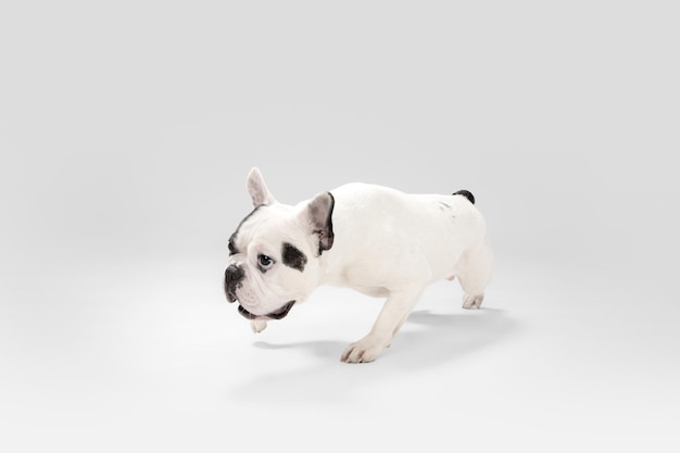 French Bulldog young dog is posing Cute playful whiteblack doggy or pet on white background Concept of motion action movement