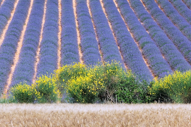 Бесплатное фото Французское лавандовое поле