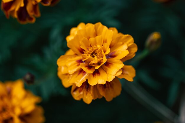 Французские бархатцы Tagetes patula крупным планом макросъемка