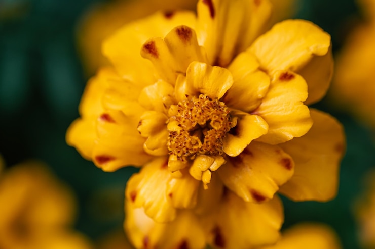 Free Photo french marigold tagetes patula closeup macro shot