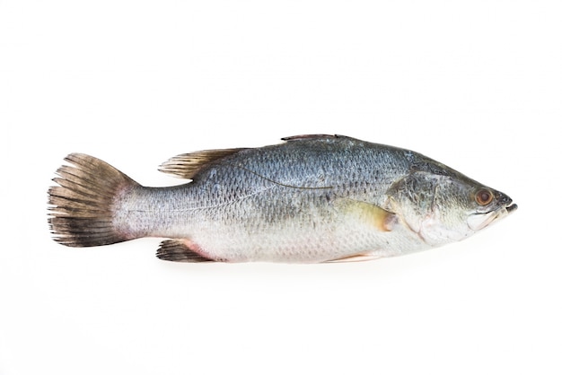 Fresh bass with white background